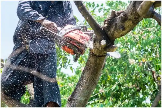 tree services South Milwaukee